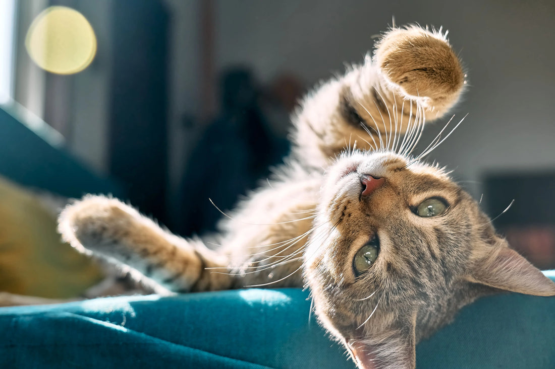 Pourquoi mon chat perd-il ses poils ?