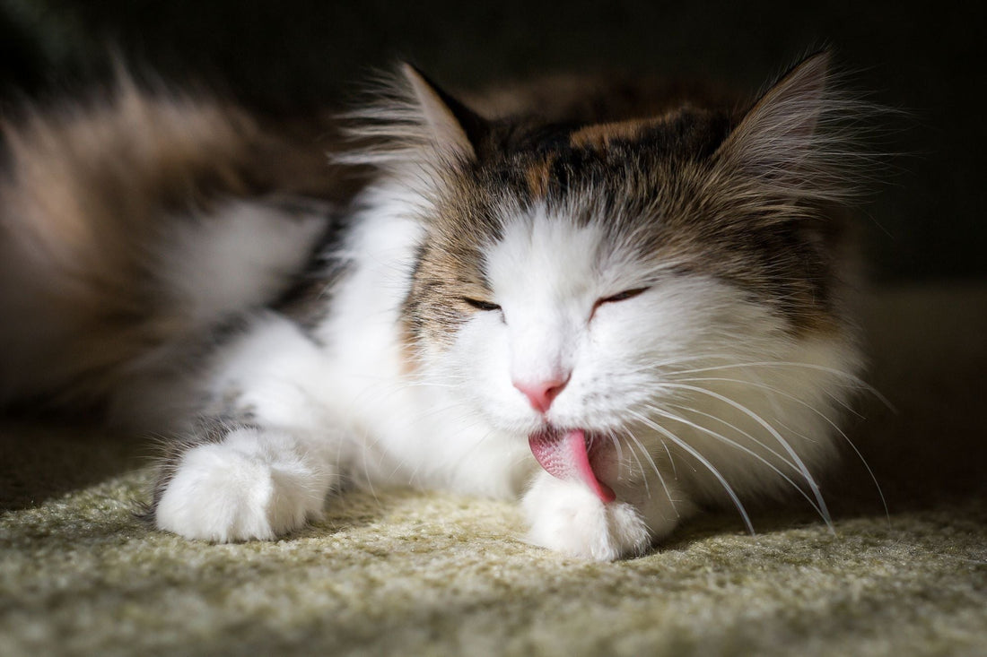 Pourquoi mon chat se lèche-t-il tout le temps ?