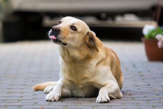 Pourquoi mon chien se lèche tout le temps ?