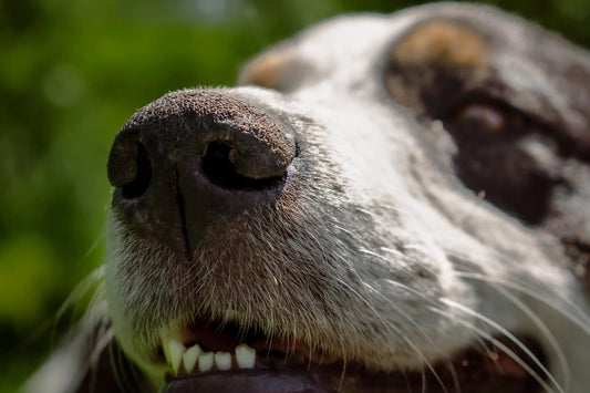 Pourquoi mon chien a mauvaise haleine ?
