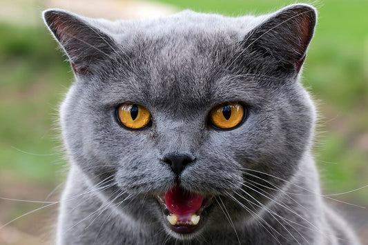 Pourquoi mon chat miaule-t-il tout le temps ?