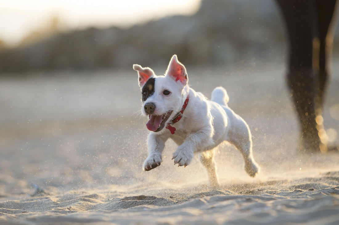 Comment améliorer la digestion de son chien naturellement ?