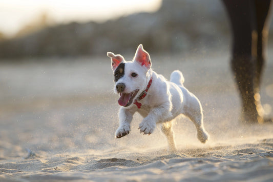 Comment améliorer la digestion de son chien naturellement ?