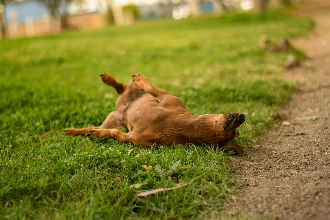 Pourquoi mon chien se gratte tout le temps ?
