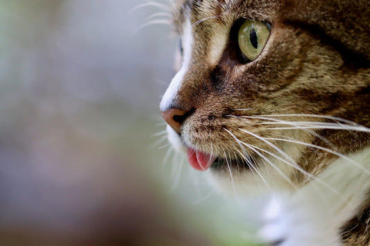 Pourquoi mon chat vomit-il ?