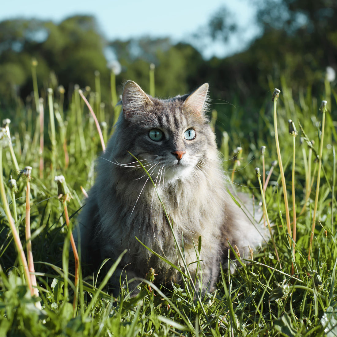 Pourquoi mon chat mange-t-il de l'herbe ?