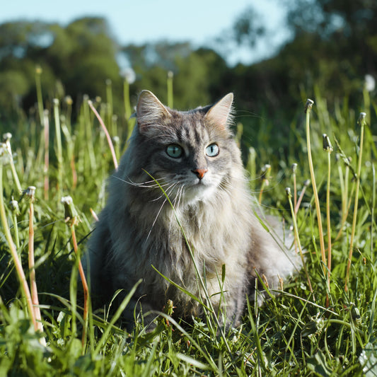 Pourquoi mon chat mange-t-il de l'herbe ?