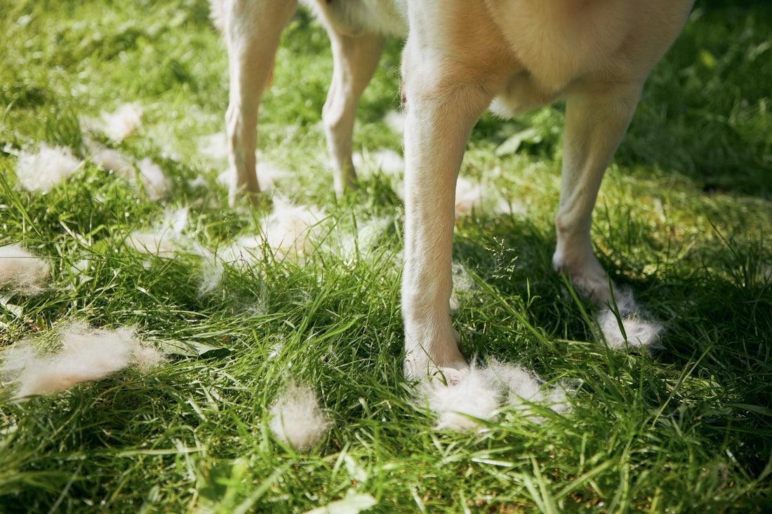 Pourquoi mon chien perd-il ses poils ?