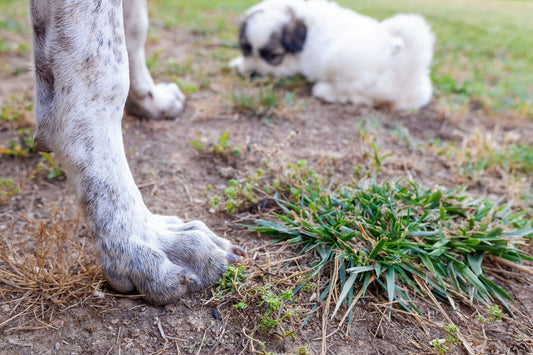 Pourquoi mon chien mange-t-il de l’herbe ?